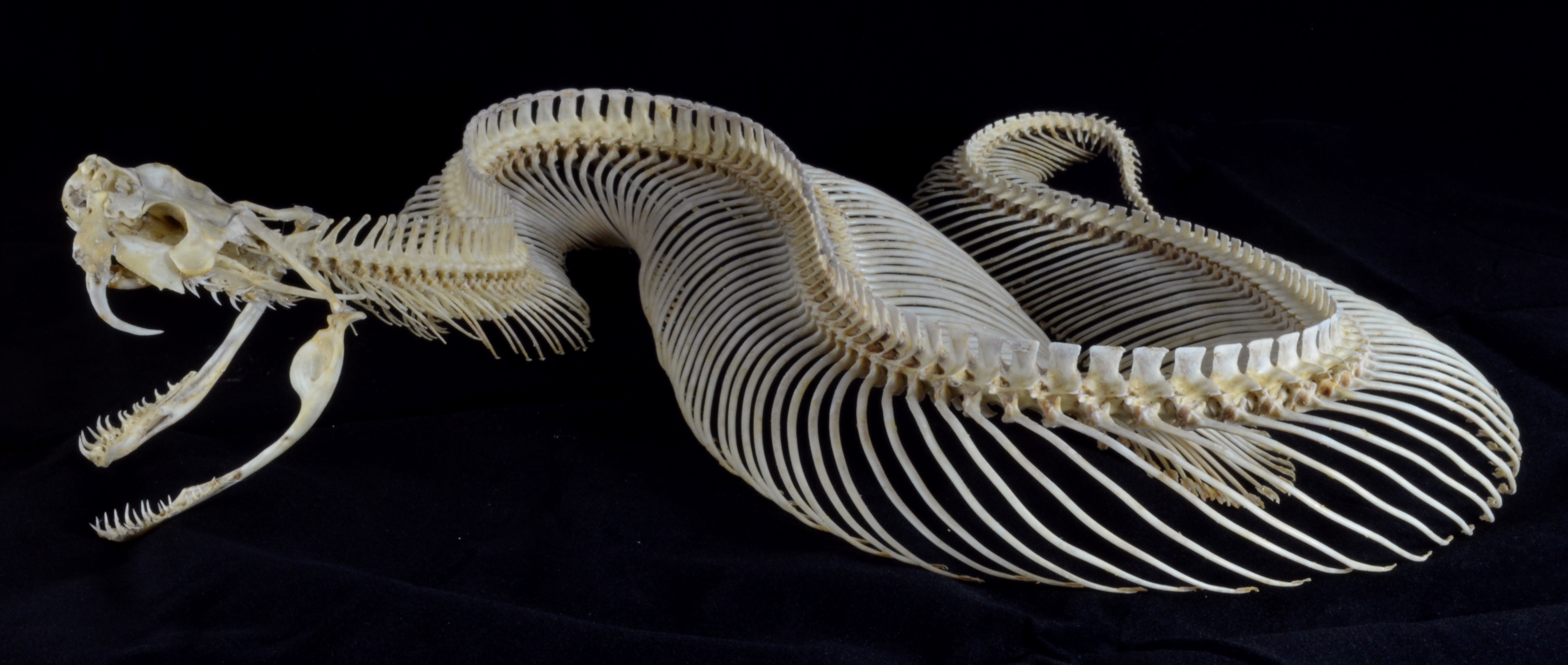 Gaboon viper complete skeleton