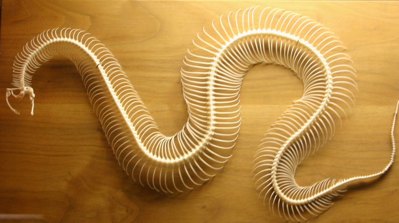 Snake skeleton