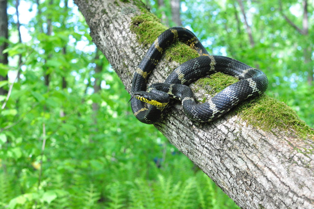 Manchurian Black Ratsnake