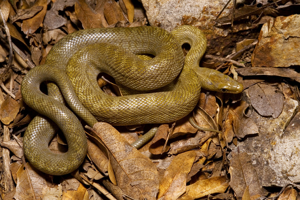 Green Rat Snake