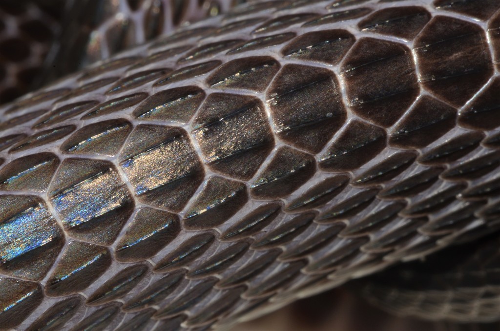 Western Forest File Snake