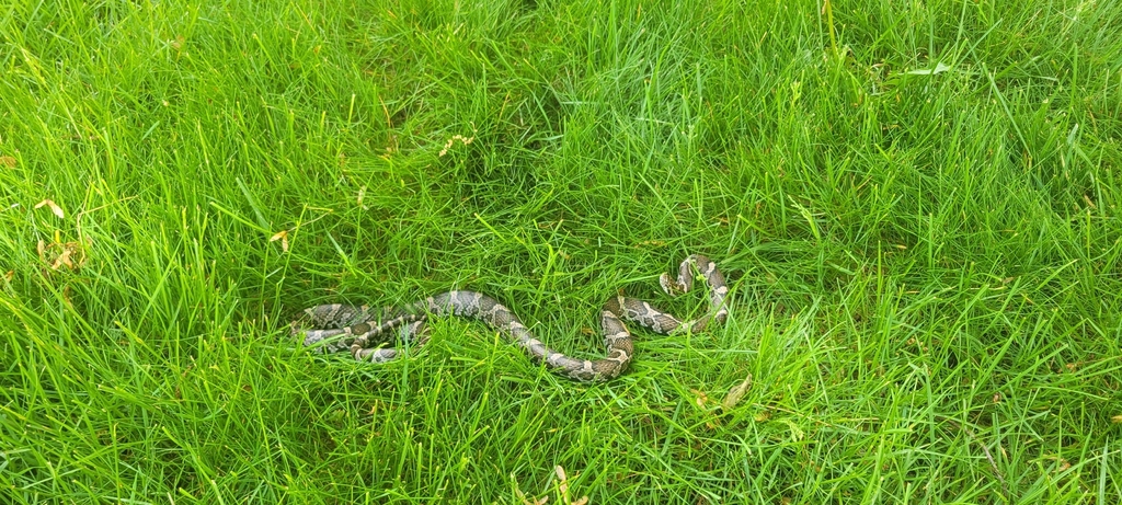 Eastern Milksnake