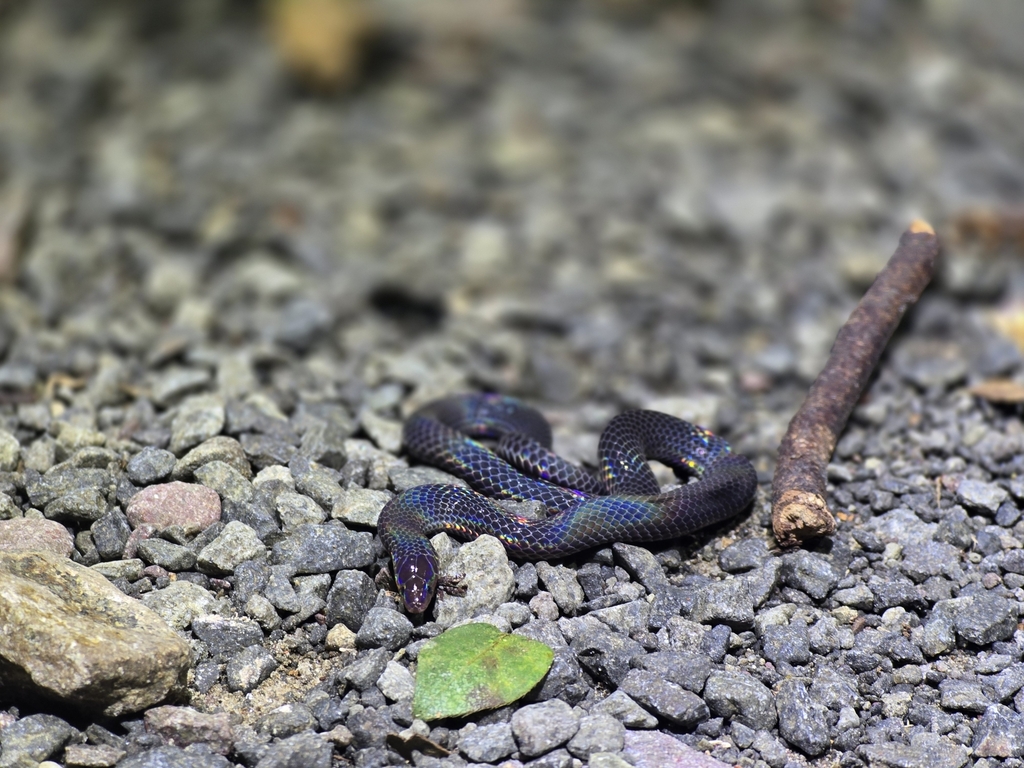 Kirtland's Snake