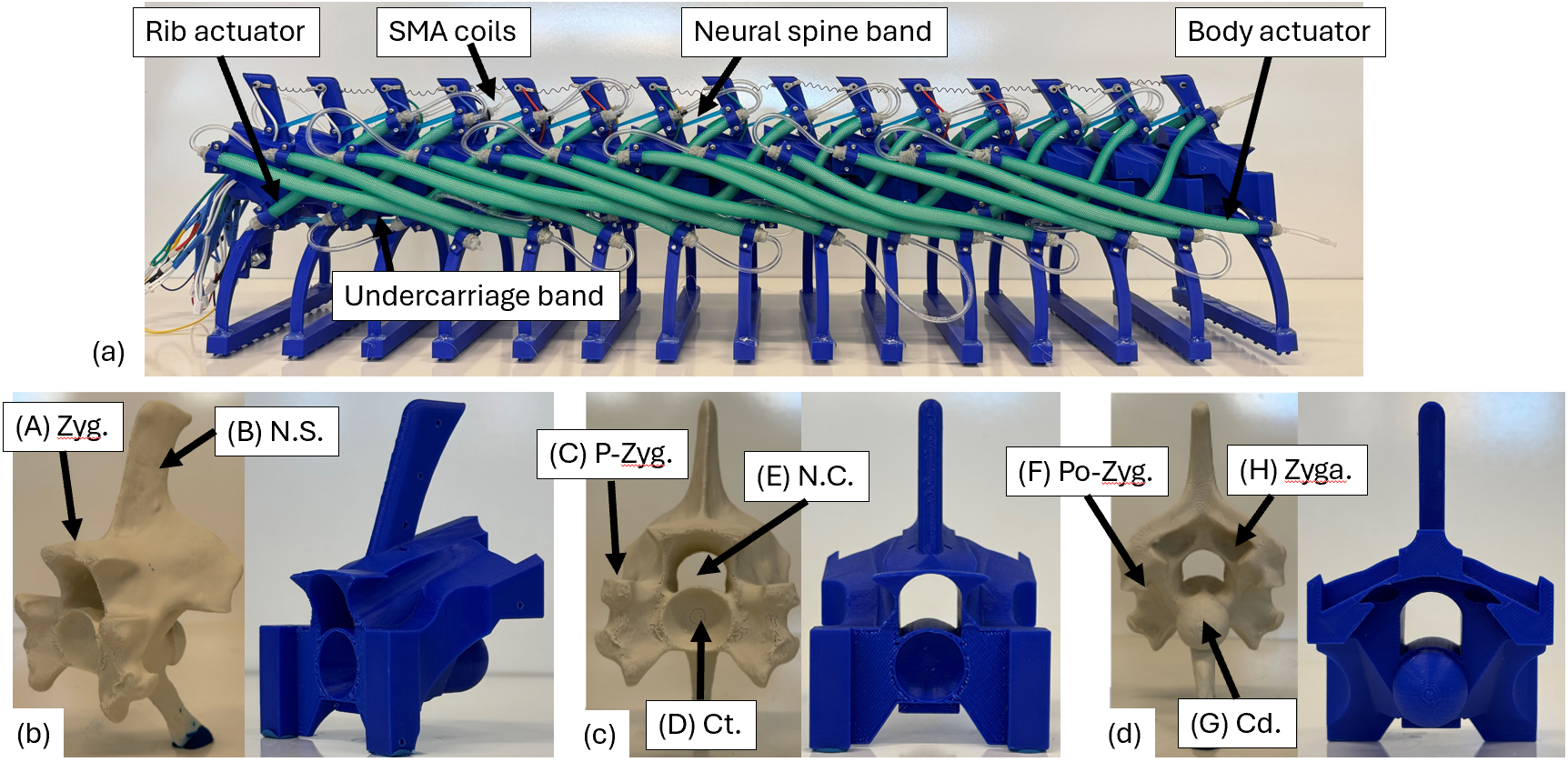 Soft robotic snake top and side view