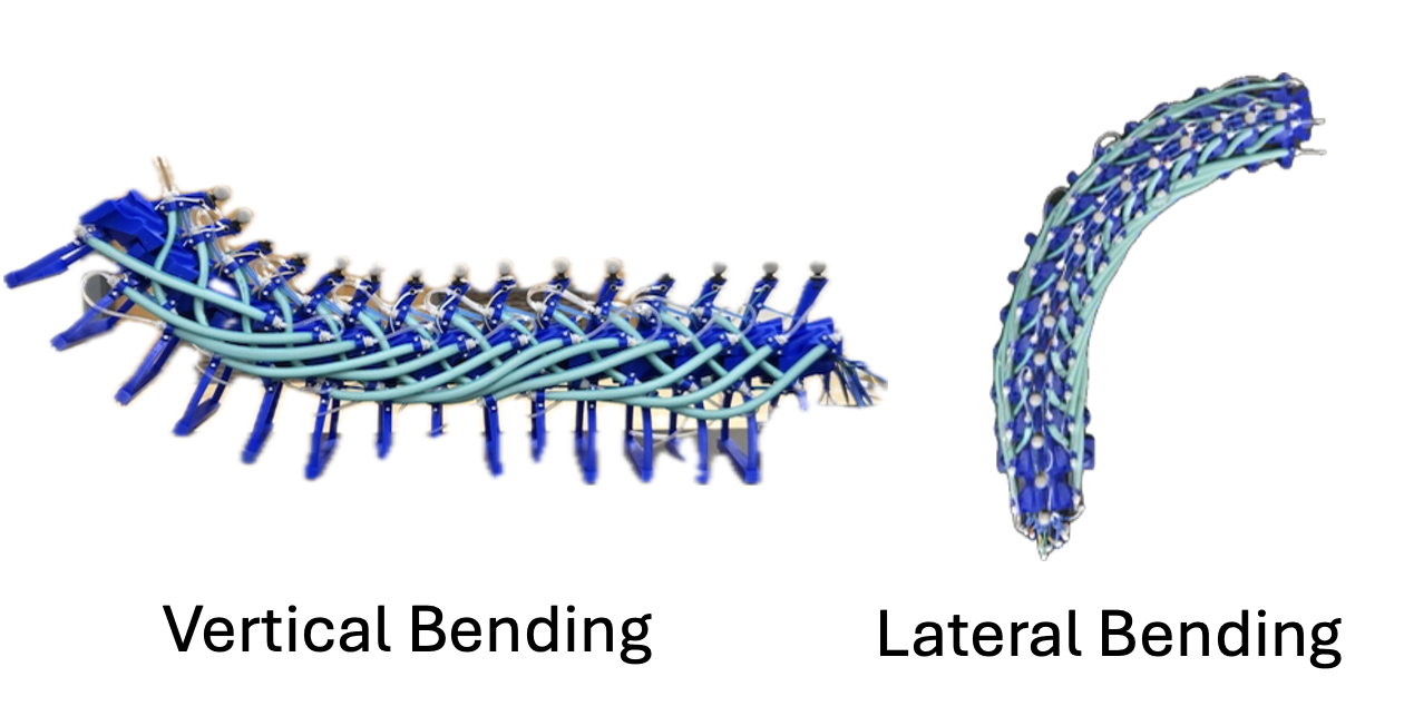 Soft robotic snake bending demonstration