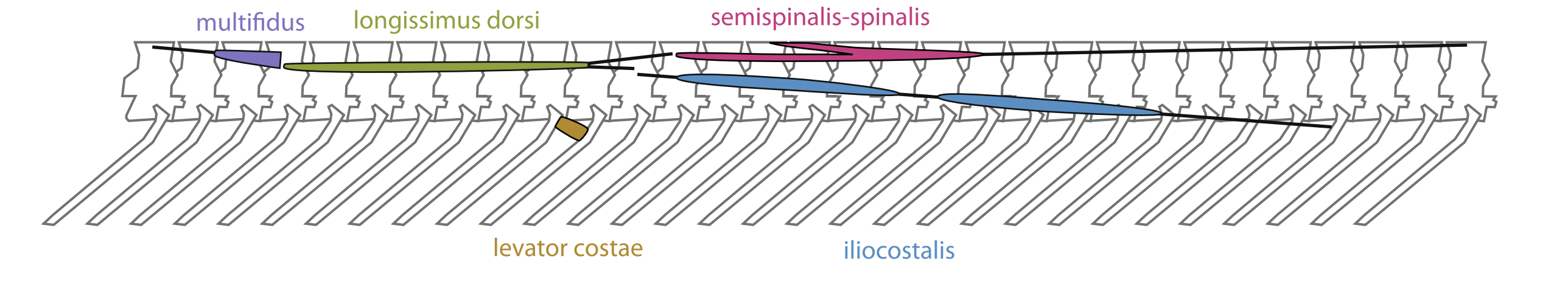 Lateral view of snake axial muscles