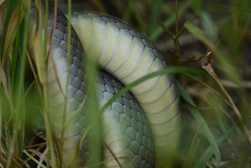 Green Rat Snake