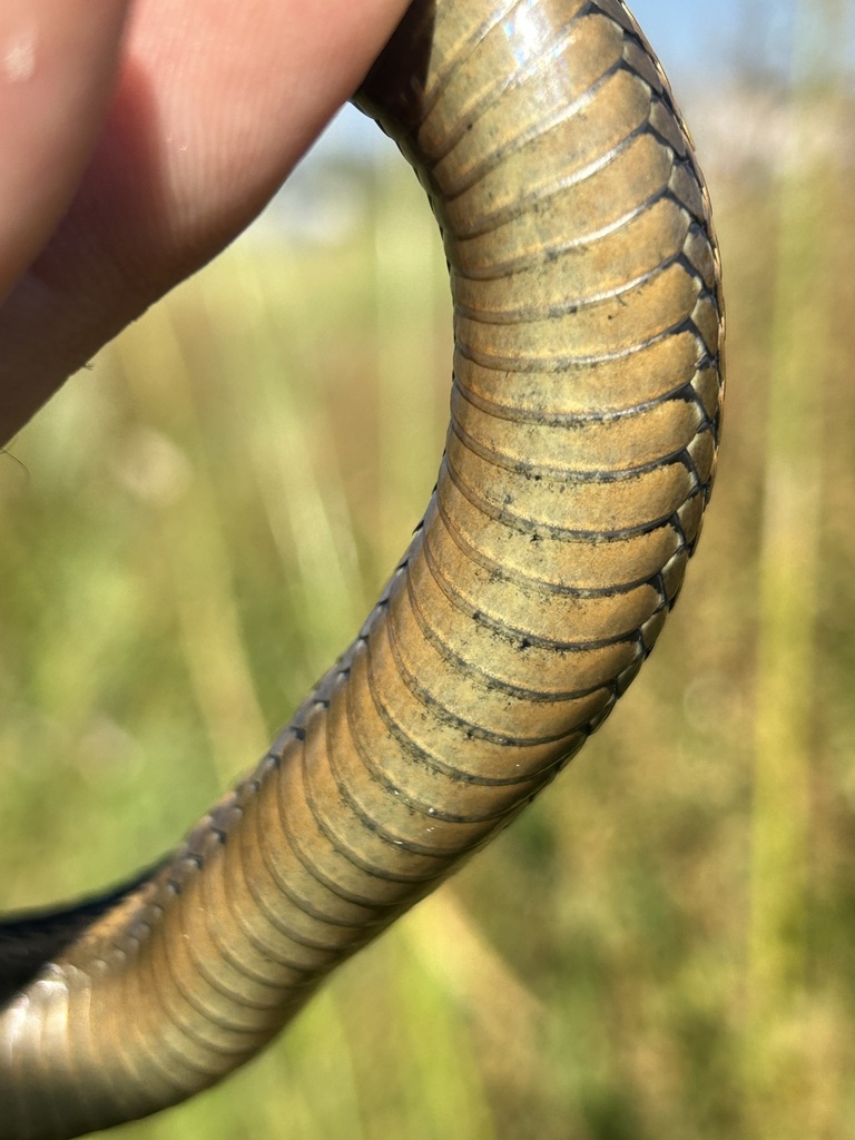 Coast Garter Snake